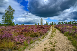 Promenade à travers un paysage de lande par une belle journée d'été