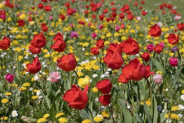 rode tulpen in een kleurrijk veld van W J Kok