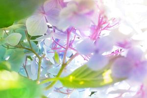 hydrangeas abstracta van Silvio Schoisswohl