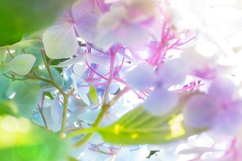 hydrangeas abstracta
