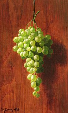 Andrew John Henry Way, Vert Raisin