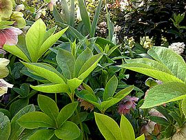 Focus Is On Leaves by Dorothy Berry-Lound