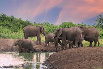 Afrikaanse olifant (Loxodonta africana) van Alexander Ludwig
