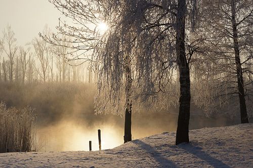 L'hiver dans le Biesbosch