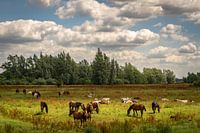 Wild Horses