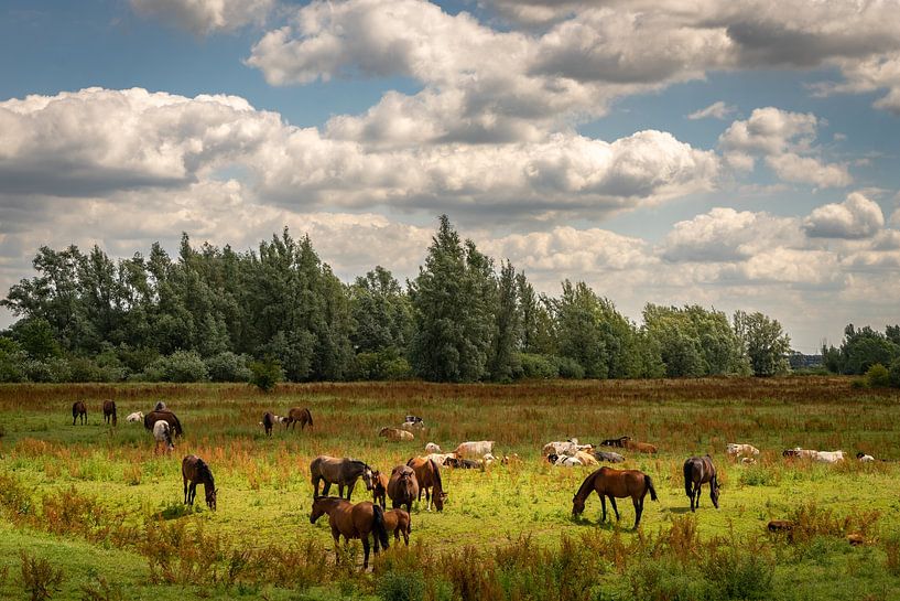 Wild Horses by Suzan Brands