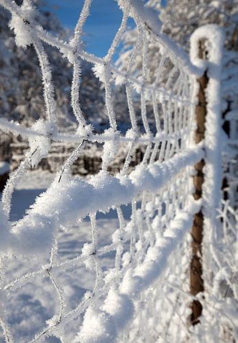 Winter landscape