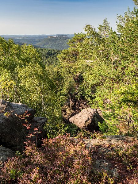 Lampertstein, Sächsische Schweiz - Wald auf dem Felsrücken von Pixelwerk