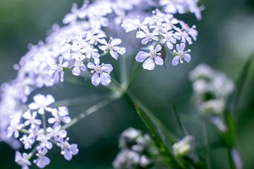 Whistlewort, white wildflowers by Karijn | Fine art Natuur en Reis Fotografie