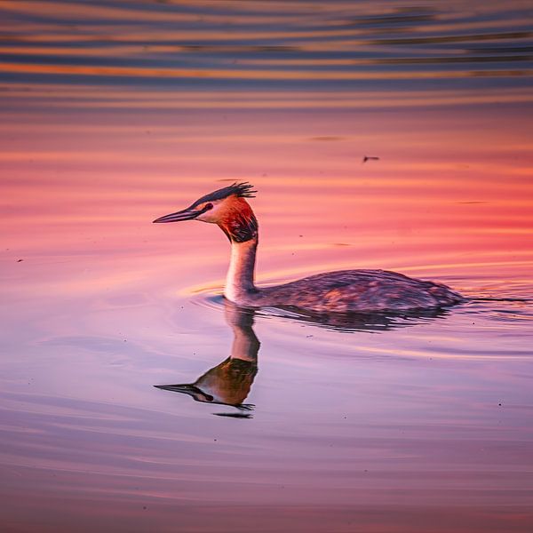 Oiseau coloré dans la lumière du matin par Leon Okkenburg