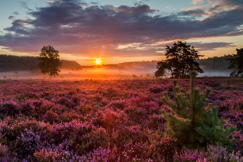 Paarsgekleurde heide op De Teut in Zonhoven van Easycopters