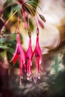 Gartenfuchsien Trio