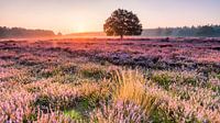 Morgengloed tafelbergheide 