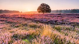 Morgengloed tafelbergheide  von Martijn de Valk