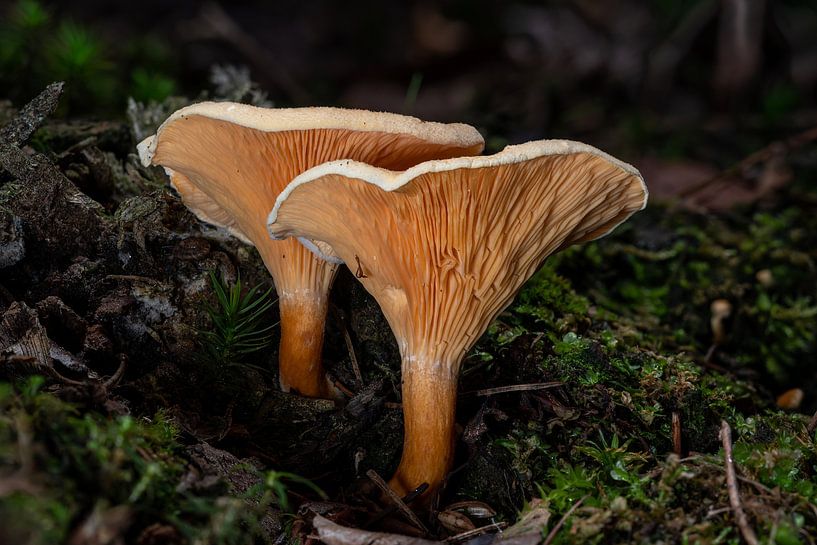 Falsche Pfifferlinge von Uwe Ulrich Grün