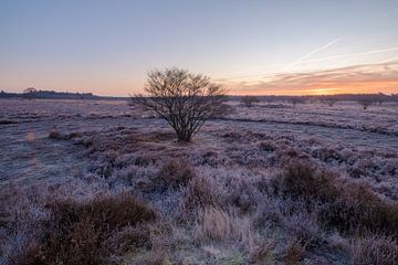 Sonnenaufgang in der Heidelandschaft von Moetwil en van Dijk - Fotografie