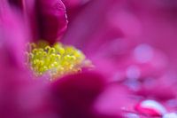 Naar het hart van de bloem
