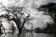 Kenia, ondergelopen rivier van Tineke Mols thumbnail