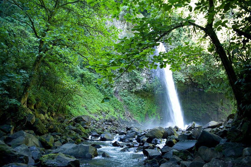 Forest Serenity: Waterfall and Stream Photo with Rocks, Overhanging Tree, and Lush Greenery by Martijn Schrijver