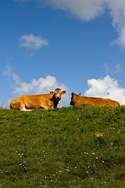 Koeien op de dijk van Peter van Mierlo