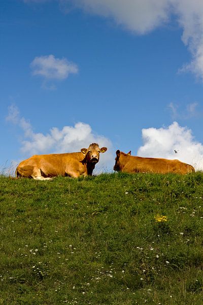Kühe auf dem Deich von Peter van Mierlo