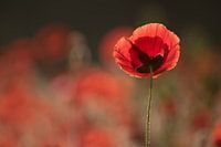 poppy