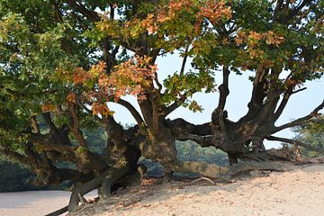 Tree with thick branches on drifting sand Bedafse Bergen by My Footprints