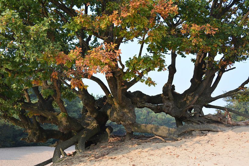 Arbre à grosses branches sur le sable à la dérive Bedafse Bergen par My Footprints