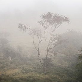 Amsterdamse Waterleiding Duinen van martin slagveld