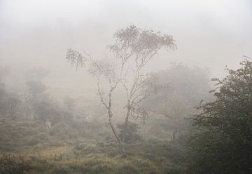 Amsterdam Wasserversorgung Dünen von martin slagveld