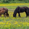 Drie IJslandse Paarden van Daan Kloeg