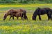 Drie IJslandse Paarden van Daan Kloeg