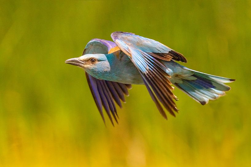 The Roller (European Roller), Coracias garrulus. by Gert Hilbink