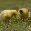 Twee gele jonge eendjes in het gras van Simone Meijer