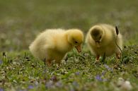 Twee gele jonge eendjes in het gras van Simone Meijer thumbnail