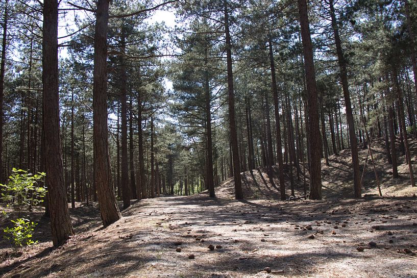 Bos Schoorl kleur van Leo van Beugen
