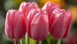 Close-up of pink tulips by Bo Valentino
