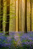 BLUE FOREST