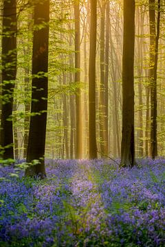 BLUE FOREST von Gerhard Nel