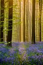 BLUE FOREST van Gerhard Nel thumbnail