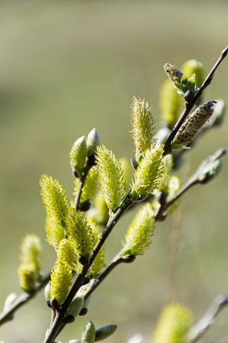 Bloemknoppen