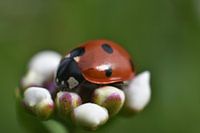 Ladybird on a flower