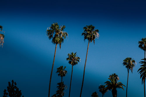 Palmbomen