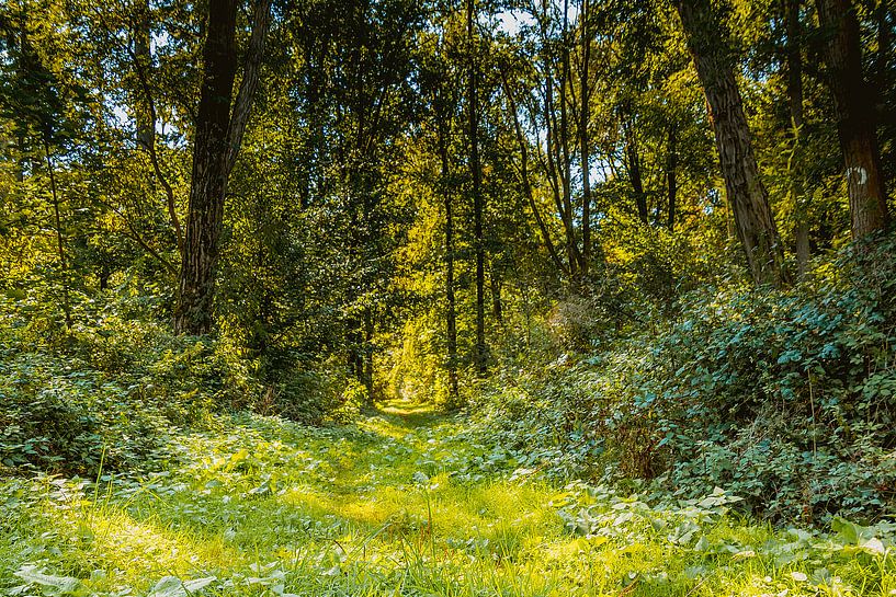 Natuurlijk bospad by Stedom Fotografie