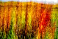 Colorful red waving dune grass by Hans Kwaspen thumbnail