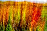 Colorful red waving dune grass
