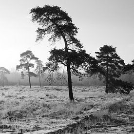 Grove den in de sneeuw van Gerard Streng