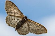 Vlinder van onderen gezien van Patrick Verhoef thumbnail