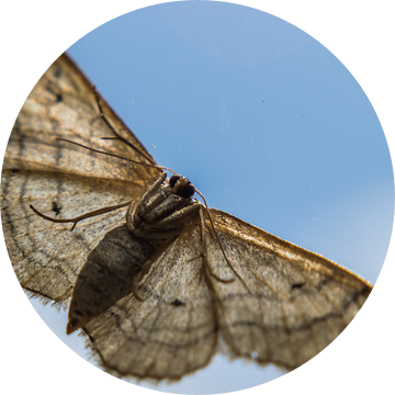 Vlinder van onderen gezien van Patrick Verhoef
