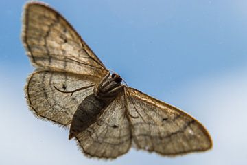 Schmetterling von unten gesehen